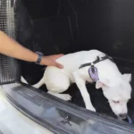 Cão branco é retirado por um policial militar após ser resgatado de um veículo no bairro Vale do Sol, em João Monlevade. O animal foi encontrado debilitado e recebeu assistência após denúncia de maus-tratos.