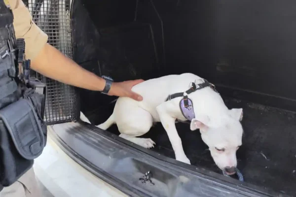 Cão branco é retirado por um policial militar após ser resgatado de um veículo no bairro Vale do Sol, em João Monlevade. O animal foi encontrado debilitado e recebeu assistência após denúncia de maus-tratos.