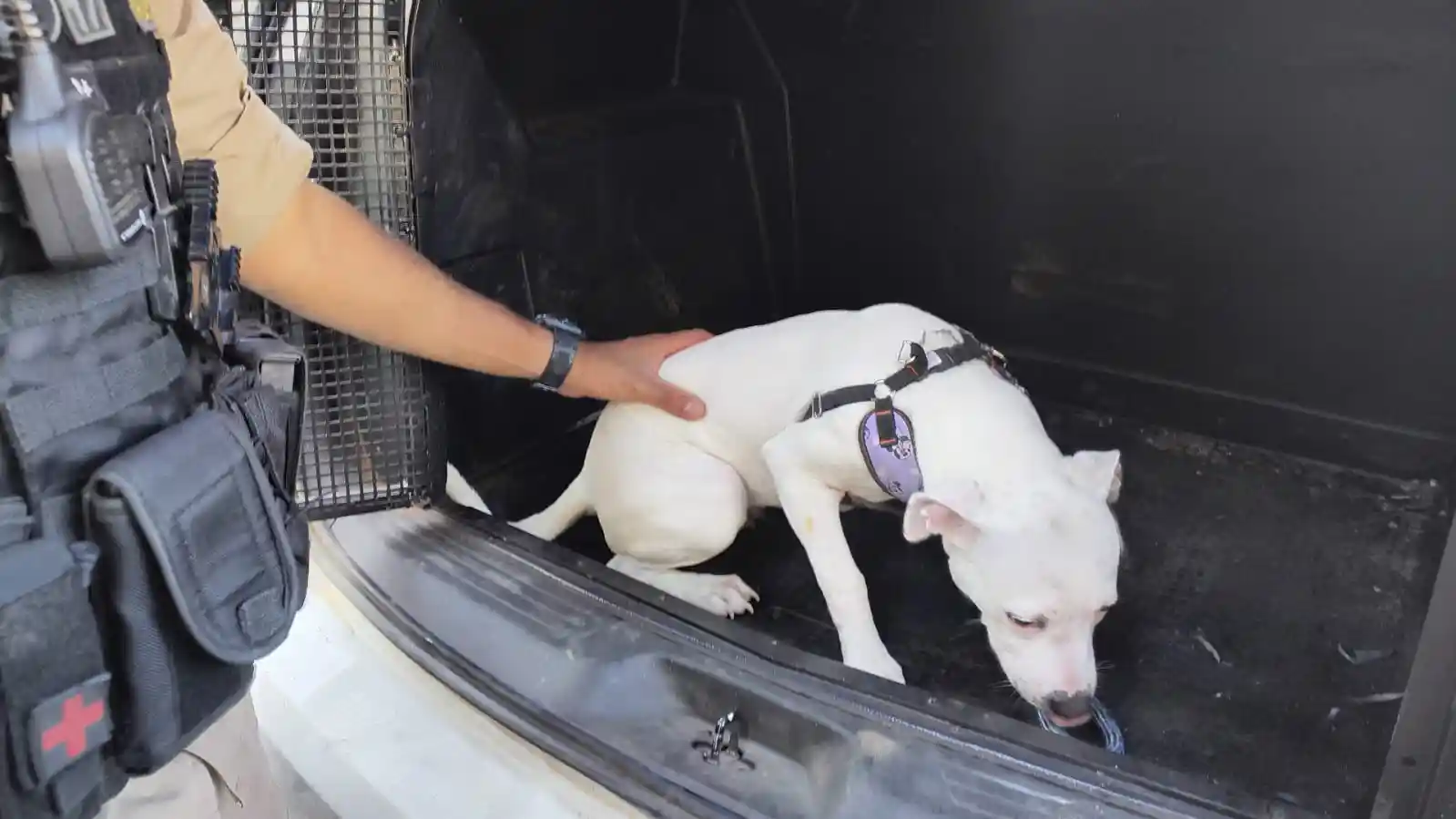 Cão branco é retirado por um policial militar após ser resgatado de um veículo no bairro Vale do Sol, em João Monlevade. O animal foi encontrado debilitado e recebeu assistência após denúncia de maus-tratos.